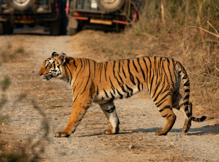 Corbett National Park