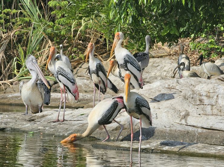 Ranganathittu Bird Sanctuary