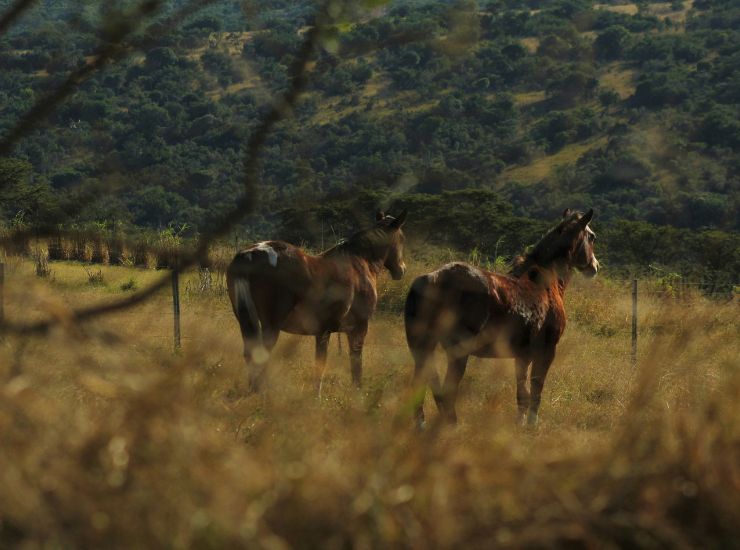 Horse Safari Horse Safari