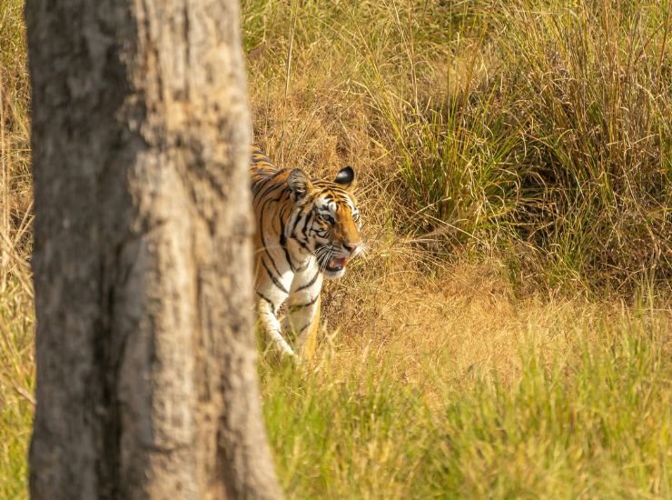 Kanha National Park