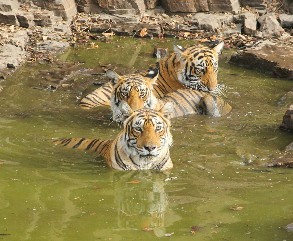 Indian Wildlife Tours