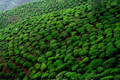 Tea Gardens of Darjeeling & Hidden Paradise - Sikkim