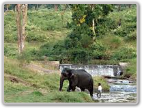 Coorg (Kadavu)